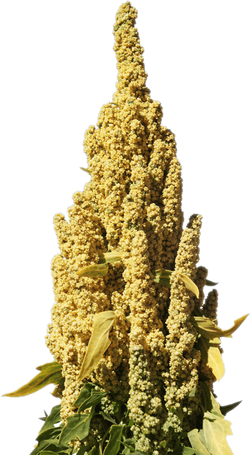 Quinoa